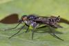 Ibisia marginata